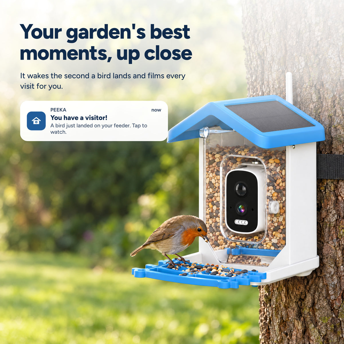 Peeka Feeder Cam